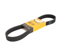 CONTITECH 8PK880 Cinghia servizi