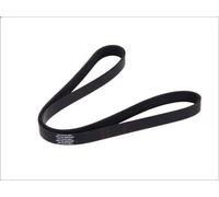 Cinghia poly-V DT SPARE PARTS 6.31514