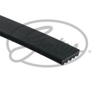 GATES 5PK925 Cinghia servizi