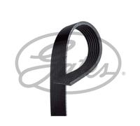 Cinghia Poly-v Gates 7pk2035