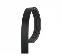 Cinghia Poly-v Gates 5pk1335