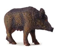Cinghiale - scrofa COLLECTA