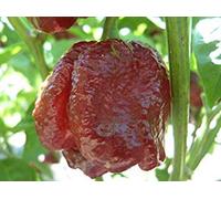 Cioccolato Trinidad Scorpion Pepper * 25 + Seeds * A. Libero U. S. Spedizione Seeds ONLY