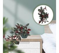 Ciondolo decorativo in rattan da appendere a parete, 1 pezzo, per arredamento