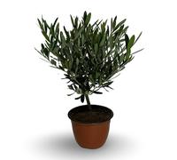 Ciotola simil bonsai Di ulivo olivo CERTIFICATA vaso 15cm