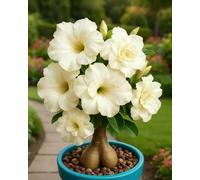 Cipolle Adenium obesum - robuste e decorative per il giardino - 1cipolle Z