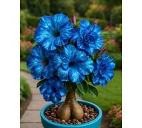 Cipolle Adenium obesum - Robusto e decorativo per il giardino - 4 cipolle B