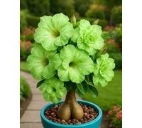 Cipolle Adenium obesum - Robusto e decorativo per il giardino 5 cipolle-X