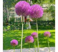 Cipolle Allium resistenti perenni-da balcone,da esterno appartamento,per luoghi soleggiati giardino,lungo periodo di per un Bulbo 7pcs