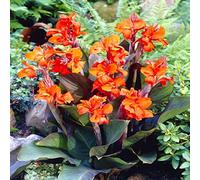 Cipolle Canna, facile da pulire, perfetto per interni ed esterni, resistente alla siccità, 4 cipolle