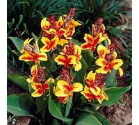 Cipolle Canna, facile da pulire, perfetto per interni ed esterni, resistente alla siccità, 5 cipolle