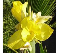 Cipolle Canna, facile da pulire, perfetto per interni ed esterni, resistente alla siccità, 5 cipolle