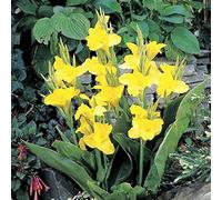 Cipolle Canna, multicolore ad alto rendimento, perfetto per interni ed esterni, resistente alla siccità, 3 cipolle