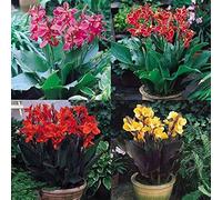 Cipolle Canna, multicolore ad alto rendimento, perfetto per interni ed esterni, resistente alla siccità, 3 cipolle g