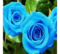 Cipolle con Rose Rari,Abbellire l'ambiente,resistenti all'inverno,grazia,decorazione da giardino,Aroma affascinante,rizoma di rosa,mix di cipolle.-1Wurzel-B