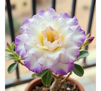 Cipolle di rosa del deserto: i colori vivaci abbelliscono il vostro paesaggio.-5 cipolle-V