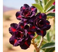 Cipolle di rosa del deserto: i colori vivaci abbelliscono il vostro paesaggio.-5 cipolle-X