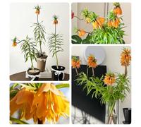 cipolle imperiali coronate, tuberi imperiali coronati, piante resistenti per il giardino decorazione ufficio, decorazione giardino per esterni vaso per piante, piante resistenti per 12pcs