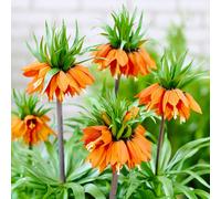 Cipolle imperiali Crown (Fritillaria imperialis) - 5 pezzi - Arancioni