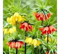 Cipolle imperiali Crown (Fritillaria imperialis) - Mix - 5 pezzi - Multicolore
