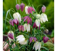 Cipolle imperiali Crown (Fritillaria meleagris) - Mix - 25 pezzi - Multicolore