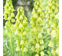 Cipolle imperiali Crown (Fritillaria persica) - Bianche - 5 pezzi - Bianche