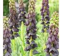 Cipolle imperiali Crown (Fritillaria persica) - Viola - 5 pezzi - Viola