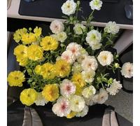 cipolle ranuncoli resistenti,Decorazione del balcone,da ombra Aiuole rialzate per giardino,decorative d'appartamento 20pcs