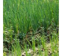 cipollina - giardino roccioso cipollina resistenti in vaso biologiche per la copertura del terreno esotiche per aiuole rialzate e balconi 100semi