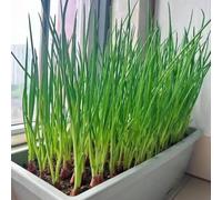 cipollina, giardino sul balcone resistenti in vaso orticole balcone d'appartamento esotiche Aiuole rialzate per il giardino rara decorazione con 200semi