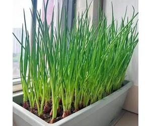 cipollina, giardino sul balcone resistenti in vaso orticole balcone d'appartamento esotiche Aiuole rialzate per il giardino rara decorazione con 200semi