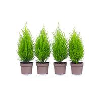 Cipressi 4 pezzi in 40 cm A1 qualità controllata MPS. Le nostre piante sono già pre-fertilizzate per voi