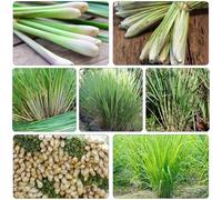 citronella decorativo selvatico riverdimento tetti giardino semi balcone resistenti semi limoncillo medicinali balcone 150pcs