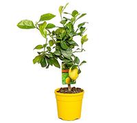 Citrus limon - Limone - Albero da frutto - Sempreverde - ⌀19 cm - 60-70 cm