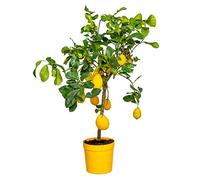 Citrus limon - Limone - Albero da frutto - Sempreverde - ⌀21 cm - 70-80 cm