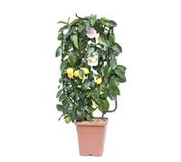 Citrus limonum, Limone, Agrumi, Spalliera, Pianta vera, Pianta da terrazzo, Albero da frutto, Mediterranea