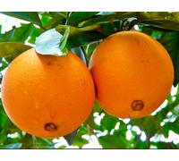 Citrus sinensis NAVEL WASHINGTON - - Arancia dolce | Arancio