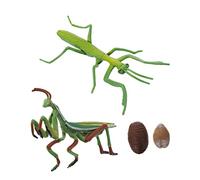 CIYODO 1 Set Giocattolo Del Ciclo Di Vita Della Mantide Figurina Del Ciclo Di Crescita Della Mantide Giocattolo Educativo Strumento Didattico Homeschooling Asilo Nido