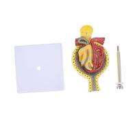 CIYODO 1pezzi Modello Anatomico Del Glomerulo Con Base Realizzato Dettagliati e Realistici Per Insegnamento Della Fisiologia e Anatomia