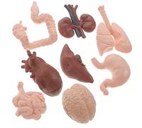 CIYODO 8 Pezzi modello di organo umano giocattolo per l'apprendimento delle scienze puntello di organo umano organi umani esemplare di organo puntello d'organo plastica