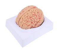 CIYODO Modello Di Cervello Umano in Pvc Modello Anatomico Dell'arteria Cranica Per L'aula Facile Da Mostrare Sulla Base Di Supporto