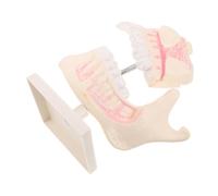 CIYODO Modello Didattico Modelli Di Denti Per L'Istruzione Modello Realistico Di Tipodonte