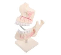 CIYODO Modello Didattico Odontoiatrico Studio Dentistico Simulazione Odontoiatrica Formazione Modello Di Ortodontica Modelli Di Denti Per L'Istruzione Typodont