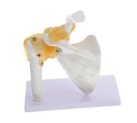 CIYODO Modello Osseo Umano 1 Pezzo Con Legamento Modello Di Scheletro Per L'istruzione Medicina Realizzato in Pvc Di Qualità