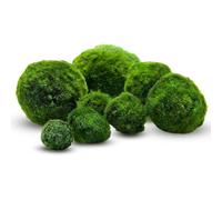 Cladophora Aegagropila - Palle di Muschio per Acquario | 5 o 10 Pezzi - Formato Piccolo o Medio | Pianta Naturale Purificante e Ornamentale (Piccola, 10, unità)