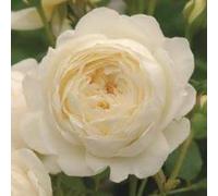 Claire Austin Tm, rosa viva di Rose Barni®, rosa in vaso English Roses®, fiori grandi a coppa, profumo intenso, colore bianco crema, cod. 71067