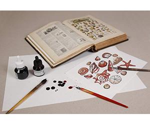 CLAIREFONTAINE 975401C Risma Carta assorbente BUVARD bianca. A3. 50F 250g