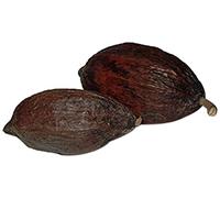 Cleanprince 1 Pezzo Vero Intero Kakaoschote " Grande " Lunghezza circa 14-18 cm, Altezza circa 6-10 cm, Kakaofrucht Kakaobohne Cacao, Essiccato, Appena Essiccato,Marrone Cioccolato,Decorazione