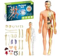 Clear Human Body Structure Model, 29 pezzi Anatomy Figure 3D Anatomy Kit con organi Removable Organs Bones Assembly, DIY Assembled Human Torso Organ Model for Study (Translucent Full Body Skeleton)