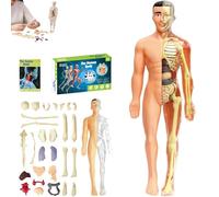Clear Human Body Structure Model, 29 pezzi Anatomy Figure 3D Anatomy Kit DIY Assembled Human Torso Organ Model with Removable Organs and Skeleton for Anatomy Learning (Translucent Full Body Skeleton)